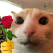 含泪吃下两大碗