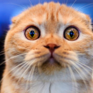 GATINHO - steam id 76561197966737112
