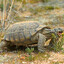tortoise with a juice