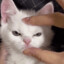 CUTEAGGRESSION