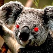 KOALA DEMONIACO