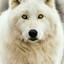 white_wolf