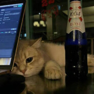 猛扇赵四那边好嘴