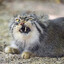 GrumpyPallas