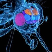 Drosophila melanogaster's avatar