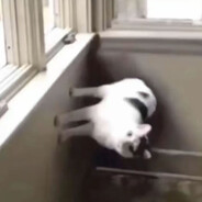 一整个小花