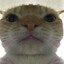 Neeko