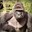 Harambe