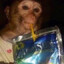 Capri-Sun in my Monkey Mouth