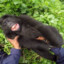 MONKEY_TICKLER