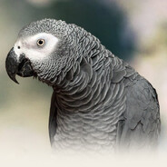 Gray Parrot
