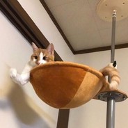 要死掉了的张某人