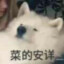 菜狗