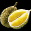 Musang KING