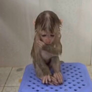 littleittybittymonkey19241245912