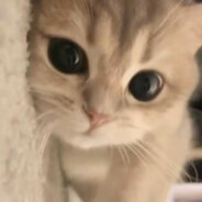 你也想吃麦粿嘛！