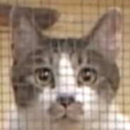 punch cat