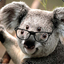 Dr.koala