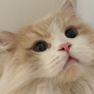 一点点少冰不额外加糖