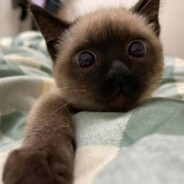 不能配菜因为我老花