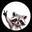 Little Raccoon