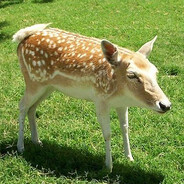 Dr. Deer