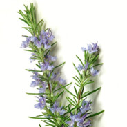 Rosemary