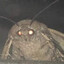 Möth