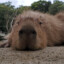 Capybara enjoyer