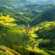 German Black Forest