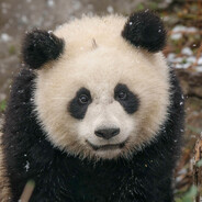 PANDA KILLER