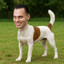 Frank Portelli Terrier