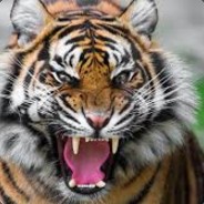 Tigrez - steam id 76561197960368445