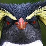 Prickly Penguin