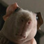 Skinnypig