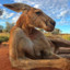 Kangaroo