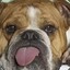Pylidogs