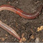 Worm