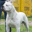 Dogo Argentino