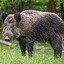 1000 Feral Hogs
