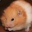 edward the hamster :3