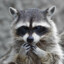 Racoon