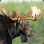 RampagingMoose52