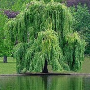 Ива-Педрила