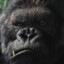 Kong