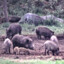 Approximately 40-60 Feral Hogs