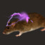 unusual rat