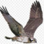 Hawk