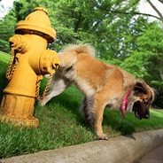 Phyrehydrant