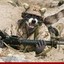 A Raccoon in a Warzone
